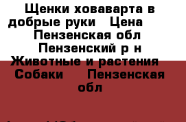 Щенки ховаварта в добрые руки › Цена ­ 10 - Пензенская обл., Пензенский р-н Животные и растения » Собаки   . Пензенская обл.